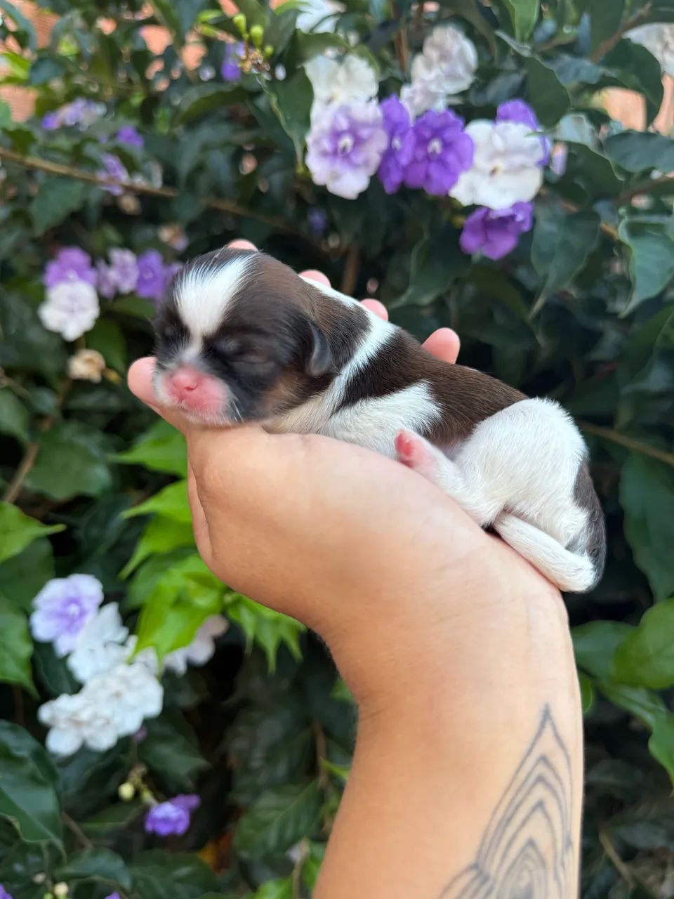 Babys Shih Tzu Disponíveis Para Reserva Parcelamos em 12x, @imperio_kennel  - Foto 3