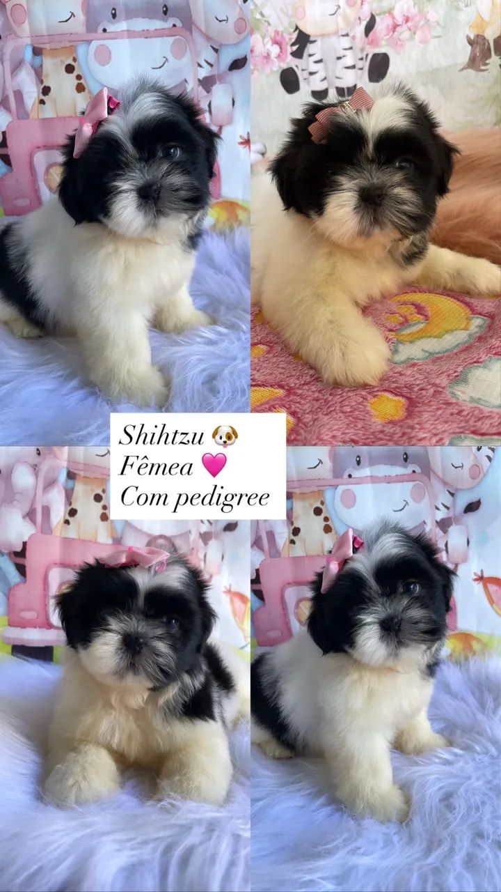 Shihtzul com pedigree 