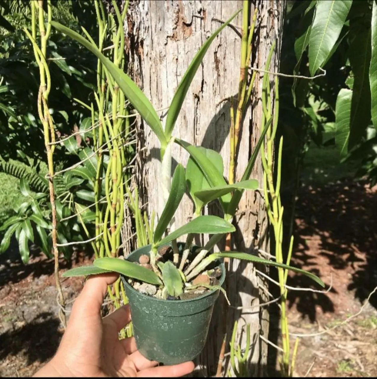 Orquídeas lindas e de boa qualidade! - Foto 3