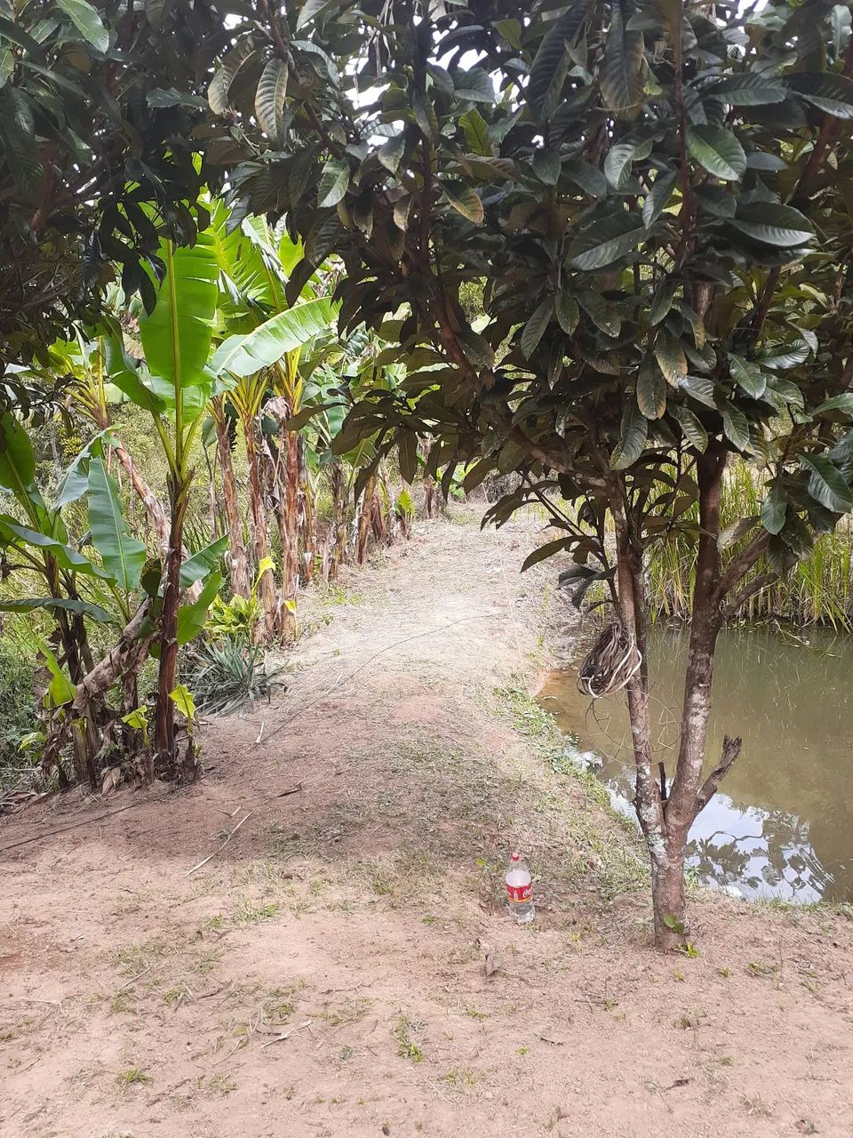 Chacarra monteiro lobato na serra  - Foto 2