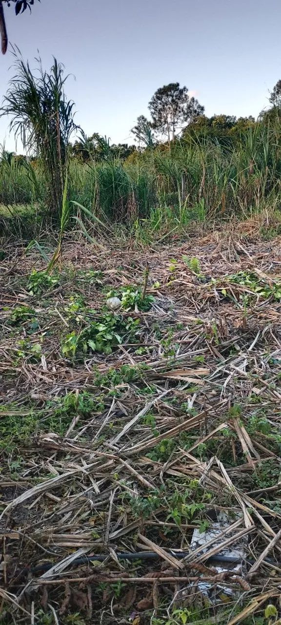 Terreno para Alugar  - Foto 4