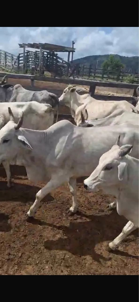 Vacas solteiras 
