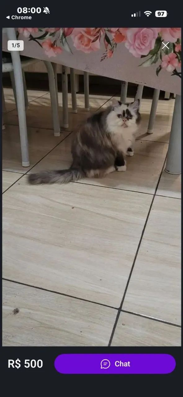 Gata persa  - Foto 2