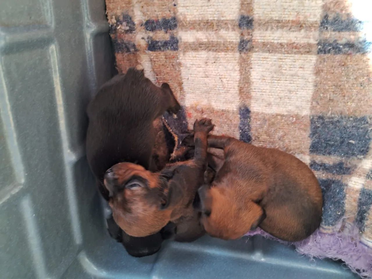 Filhotes Pinscher  - Foto 5
