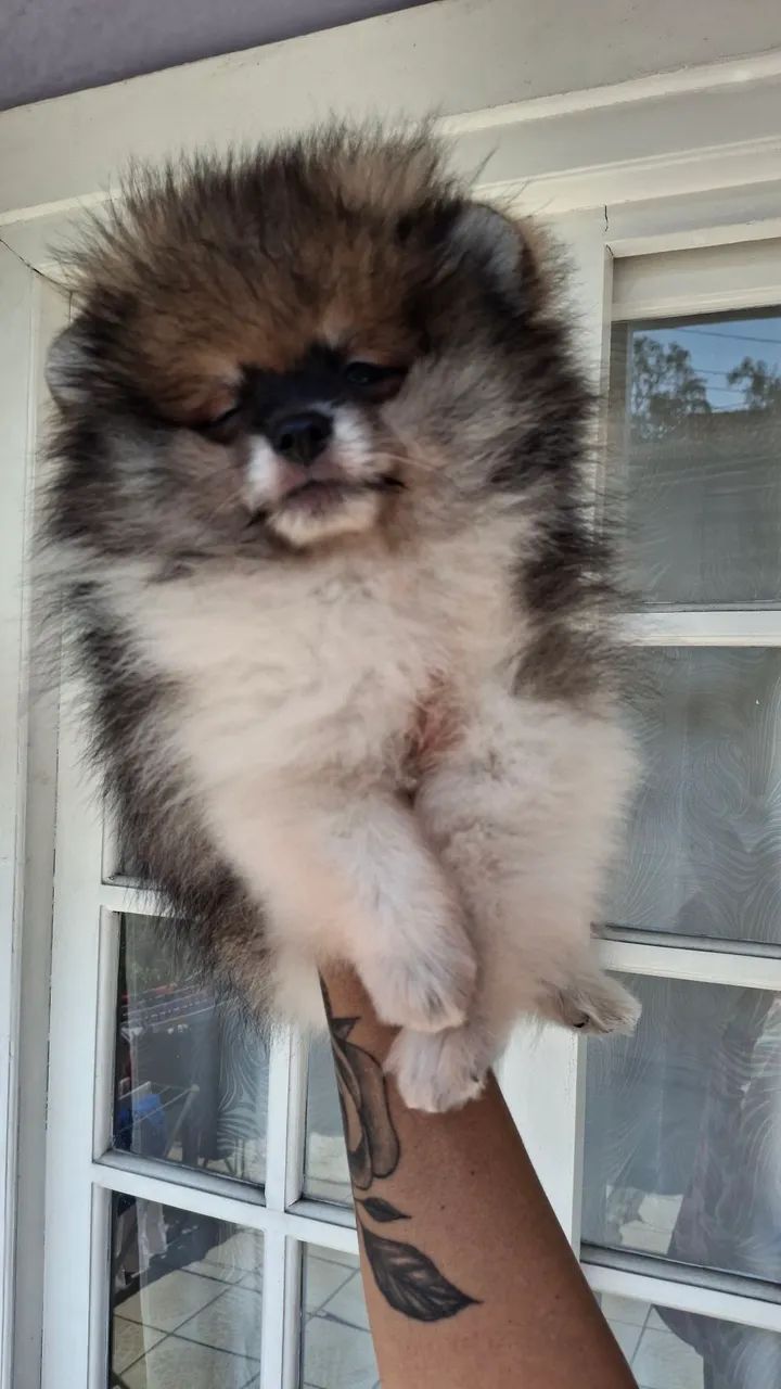 Spitz alemão  - Foto 4