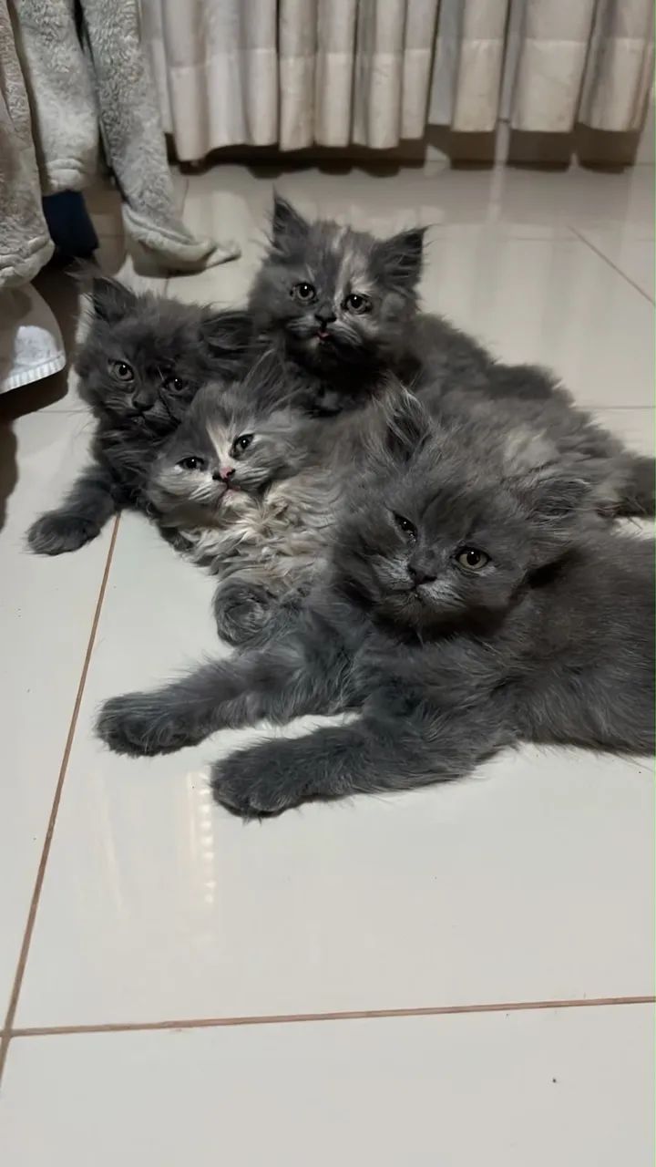 Gato Persa filhote