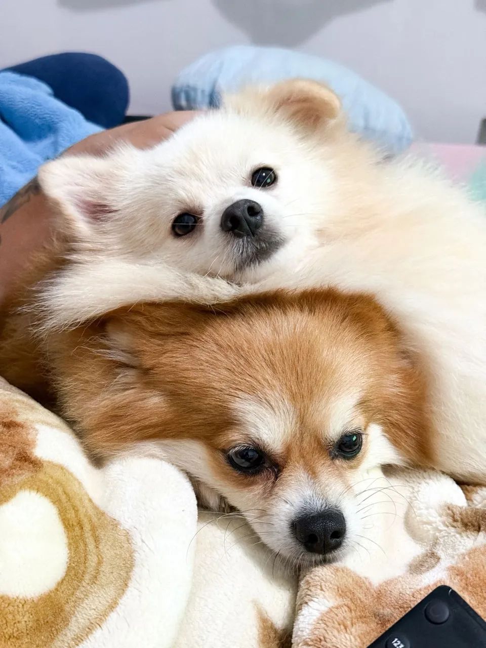 Lulu da Pomerania(spitz alemão )  - Foto 4