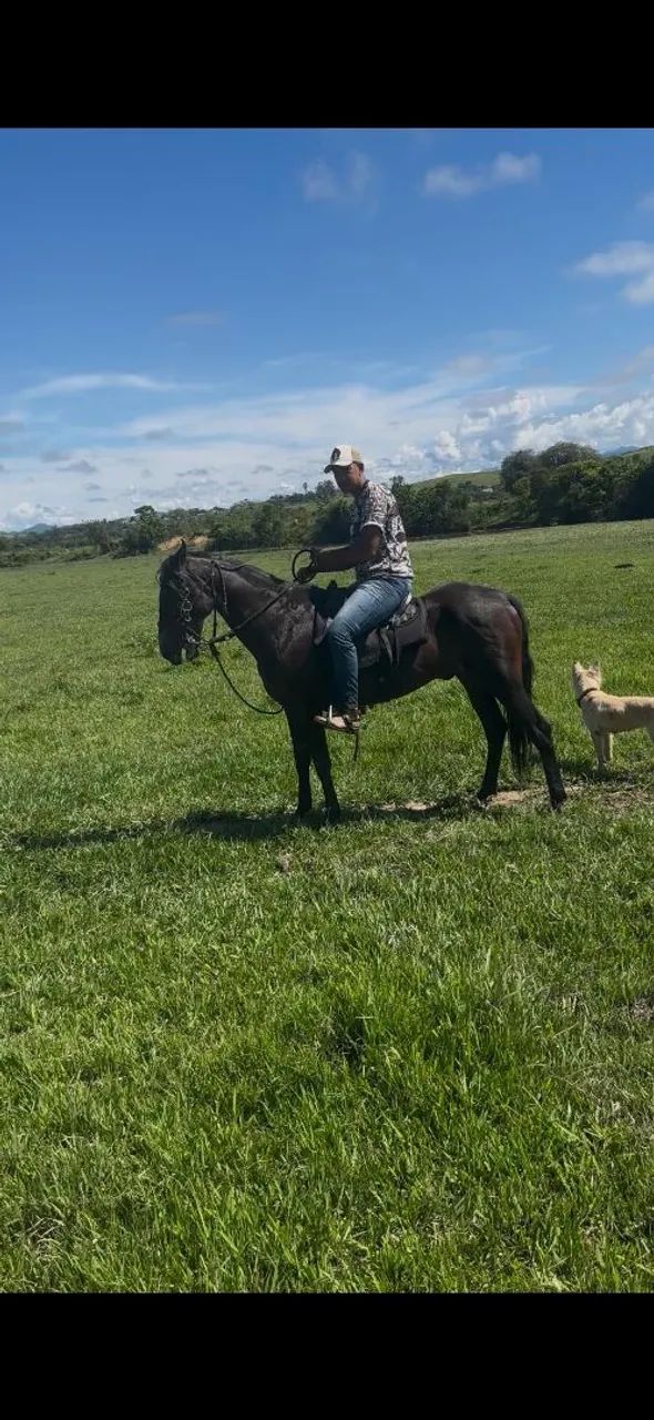 Cavalo mangalarga marchando 
