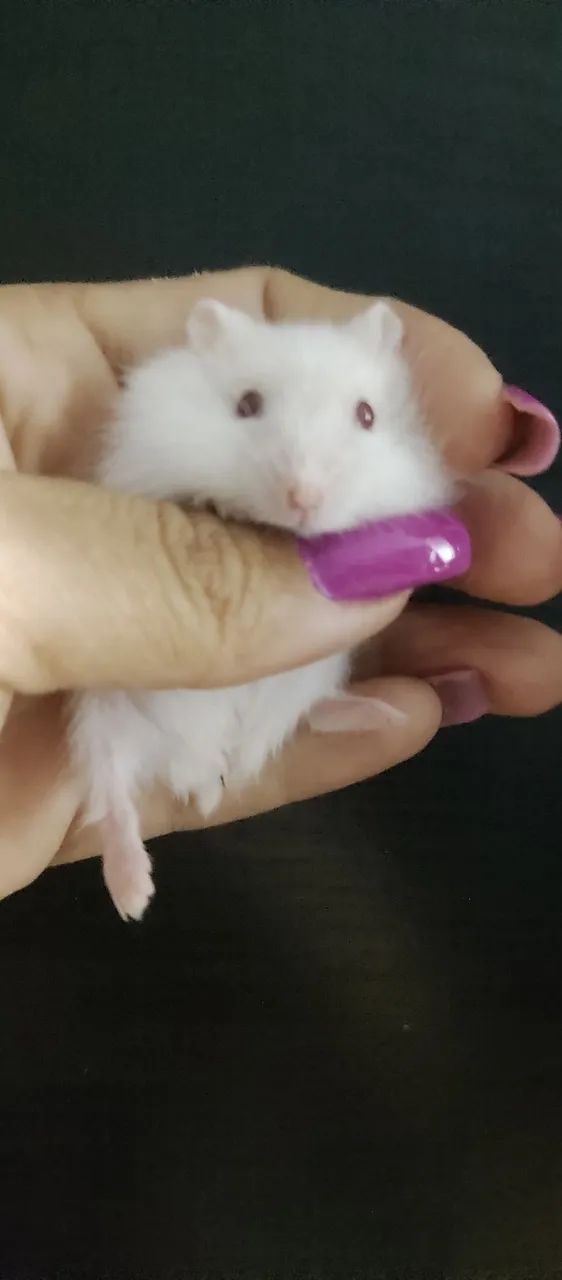 HAMSTER ANÃO RUSSO FILHOTES  - Foto 4