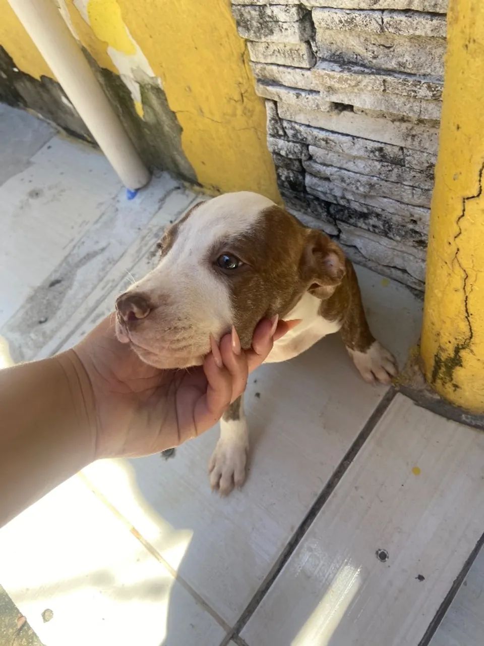 Filhote de pitbull - Foto 5