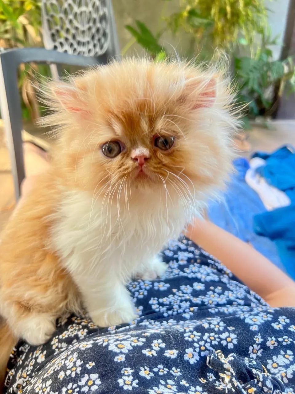 Gatinho persa filhote! 