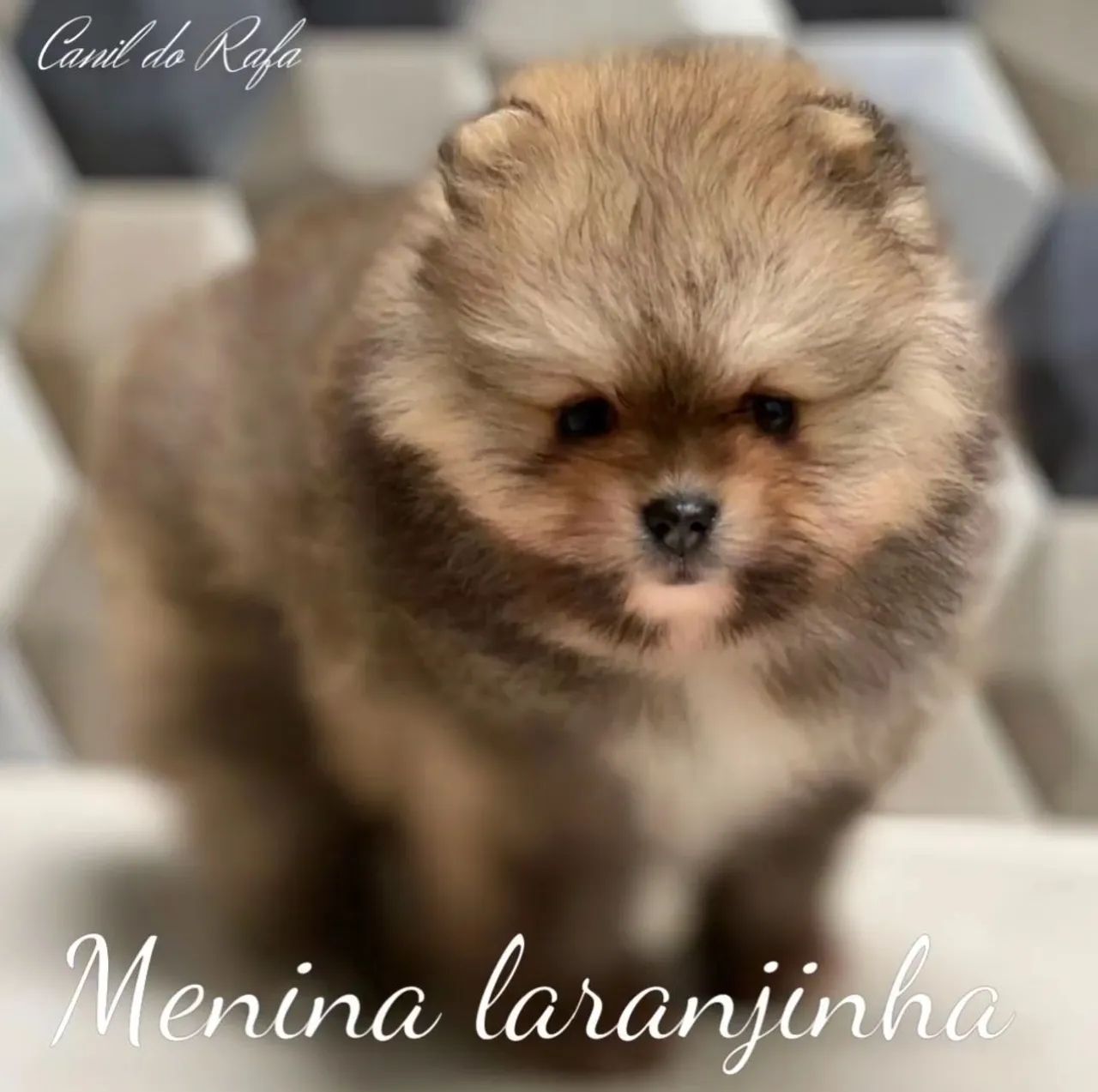 SPITZ ANÃO  - Foto 2