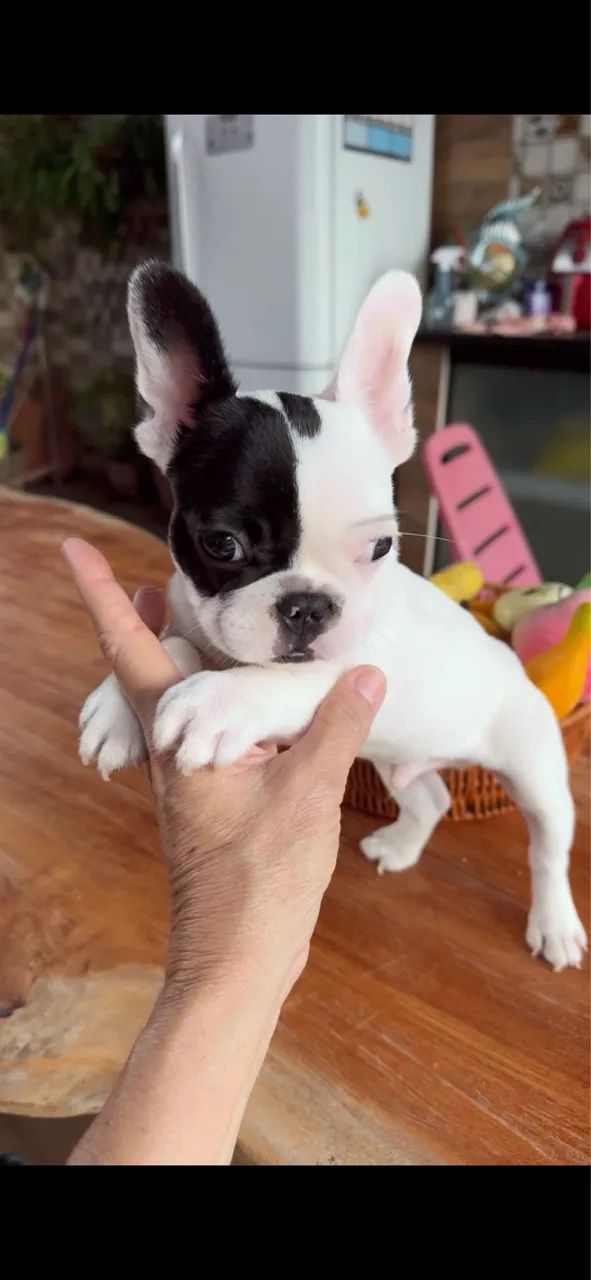 Buldogue Francês macho - Foto 5