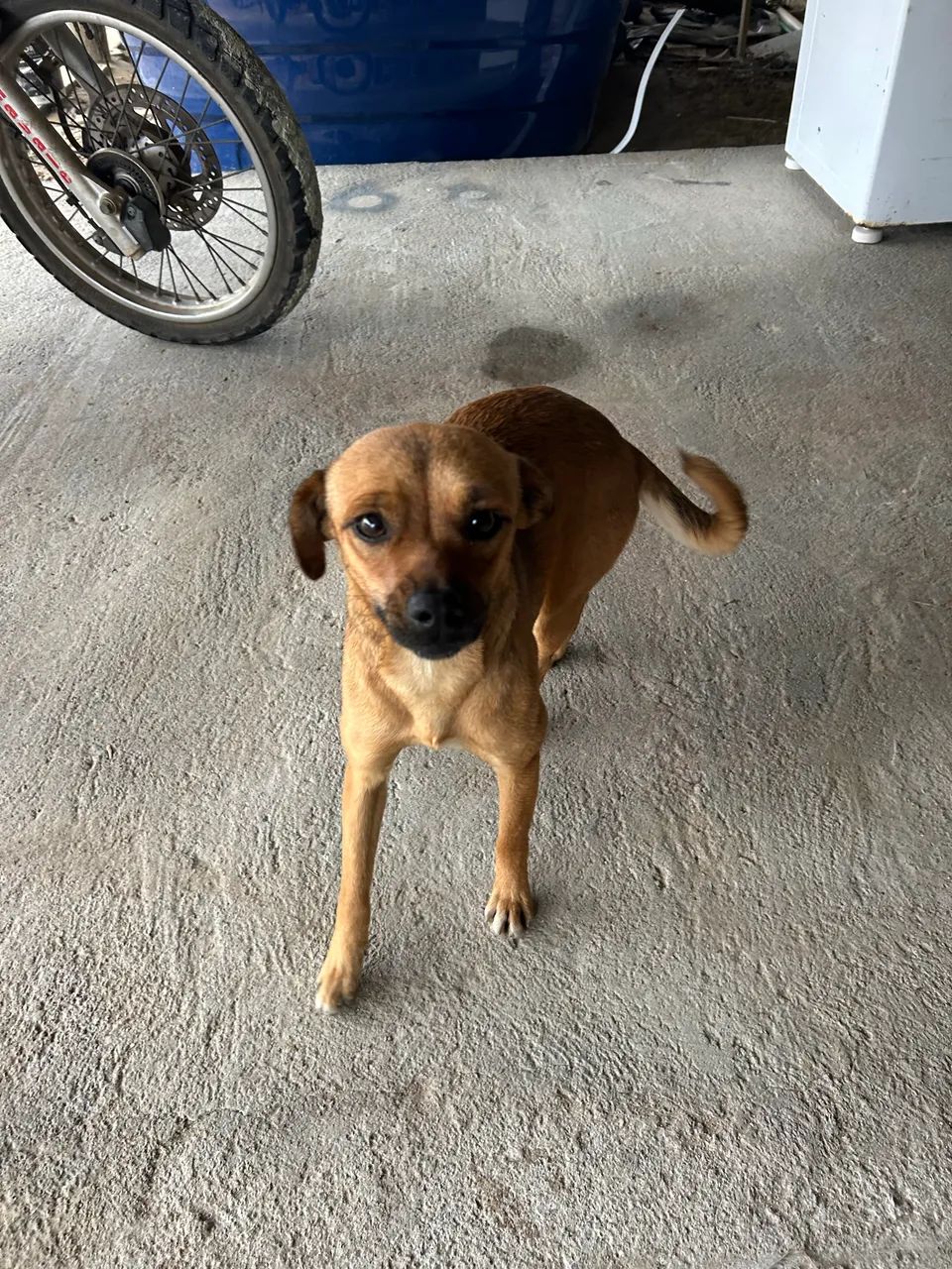 Adoção responsável Gauchinha  - Foto 3