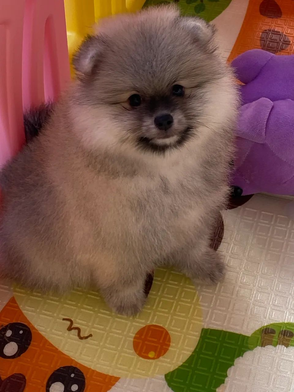 Spitz alemão 