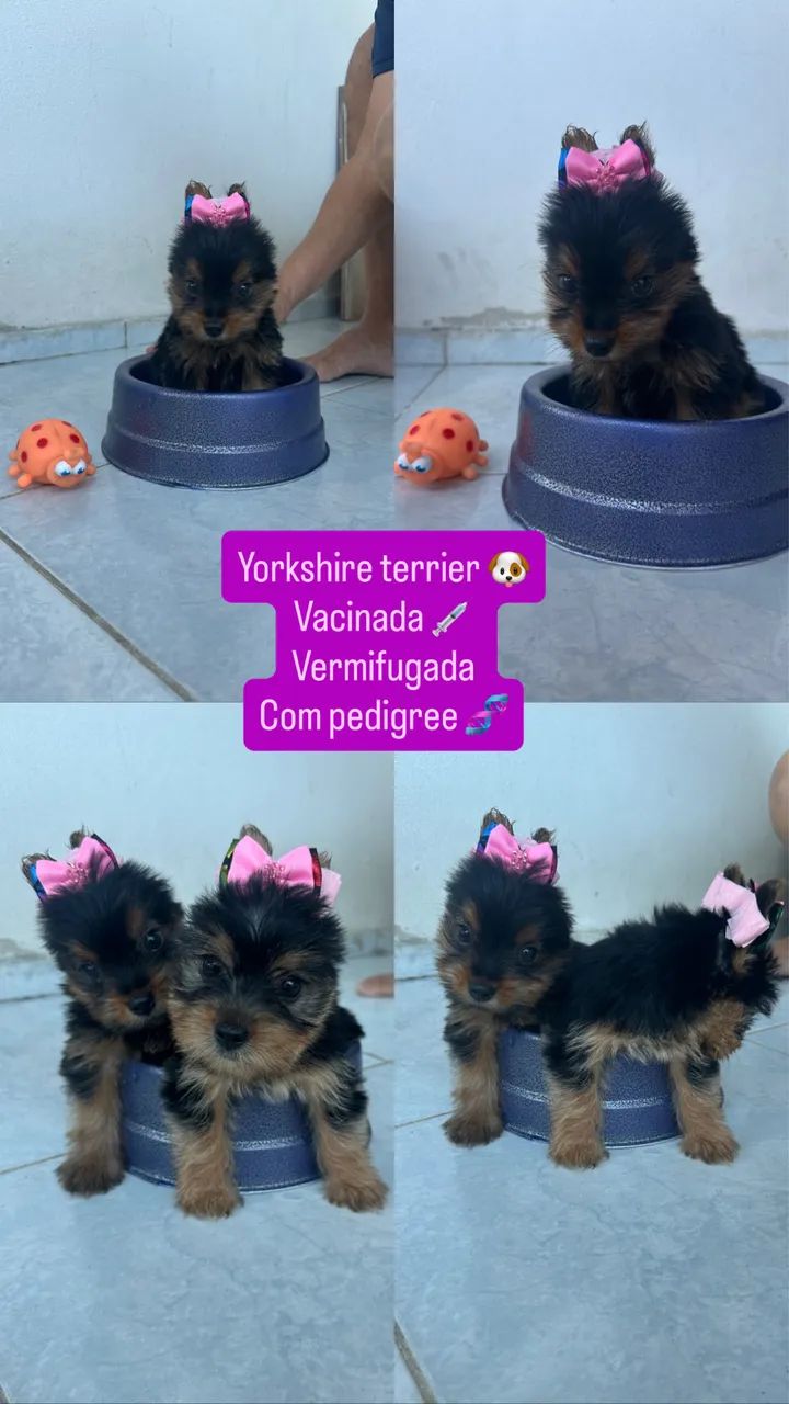 Yorkshire com pedigree 
