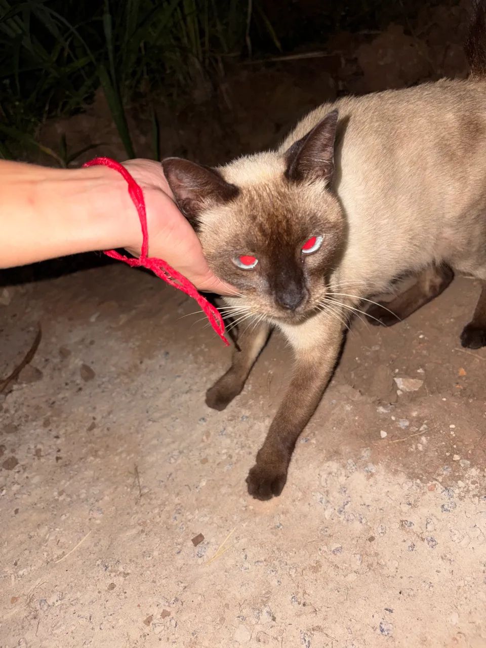 Gatinha abandonada  - Foto 4