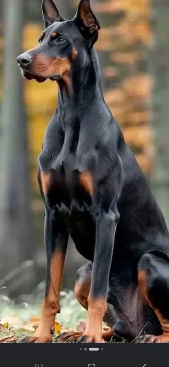 Serviços de aluguel de Cães de Guarda! 