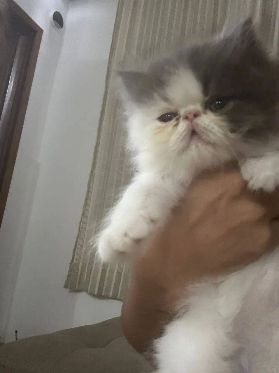 Filhotes de gato Persa 65579536474113122