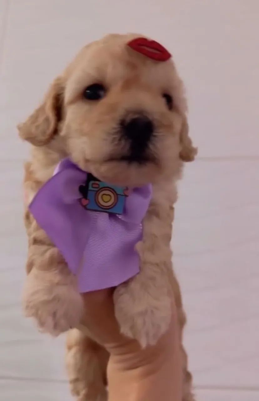 Poodle - Foto 3