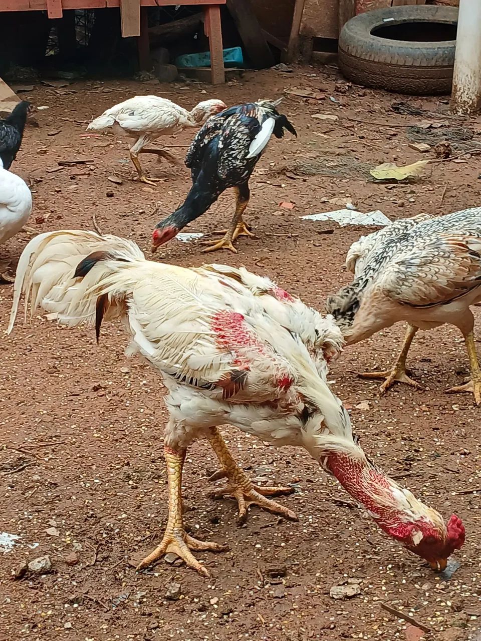 Galinha índio  - Foto 5