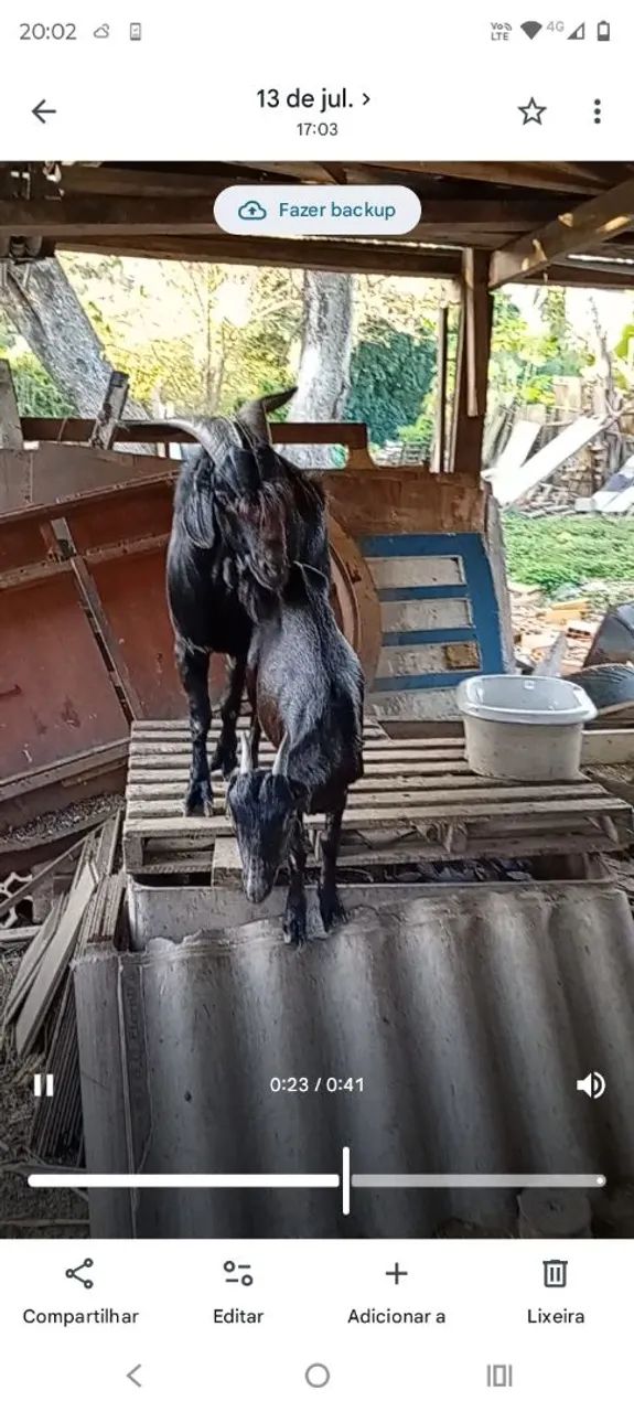 Vendo cabritos e cabras  - Foto 3
