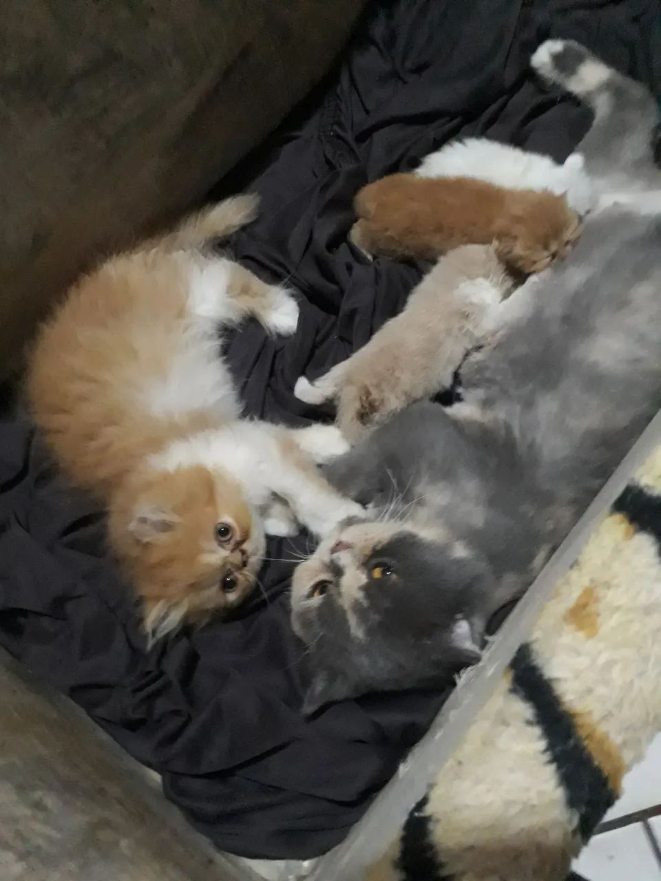Vendo gatinhos persa - Foto 6