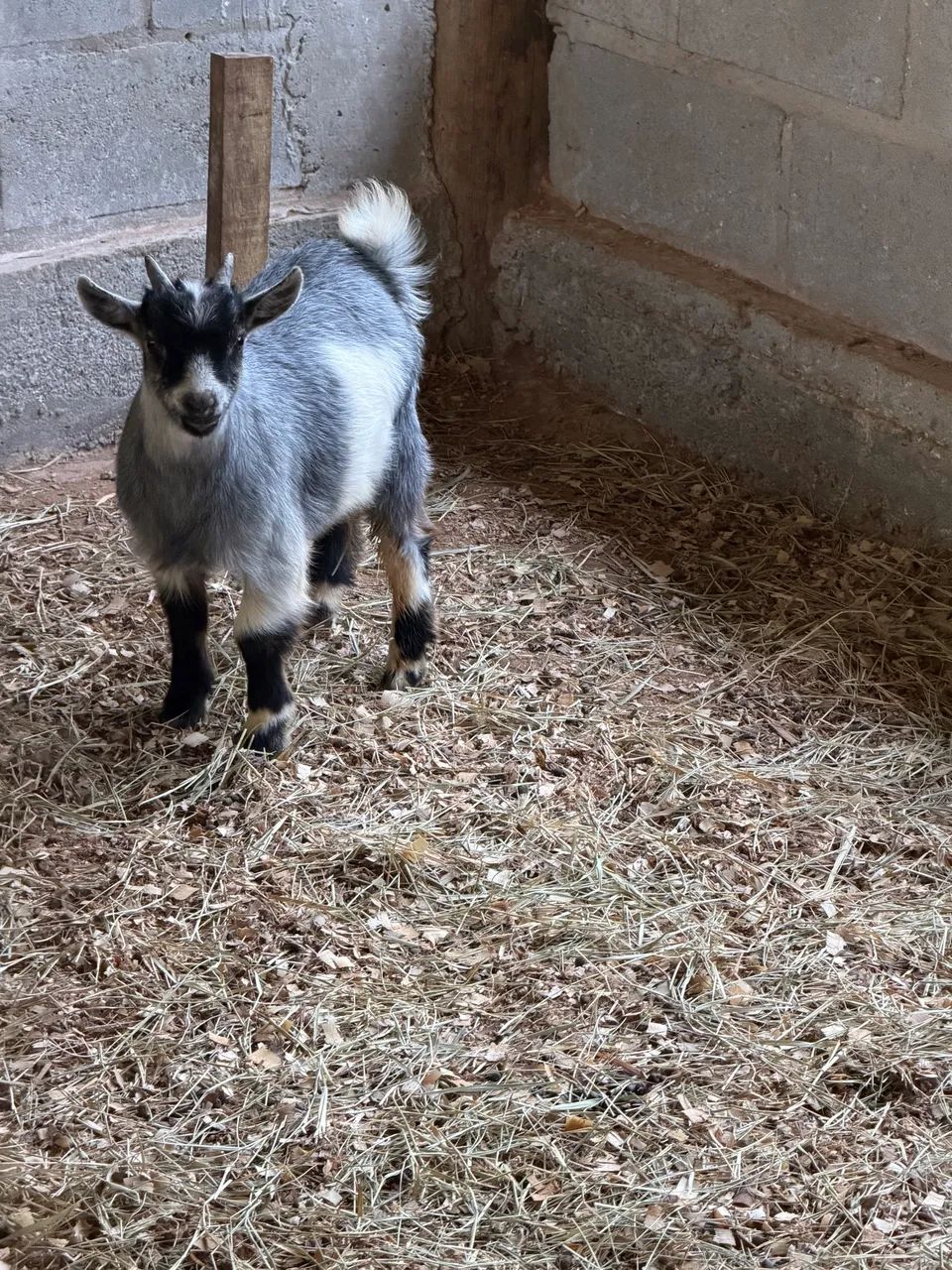 Mini cabrito  - Foto 3