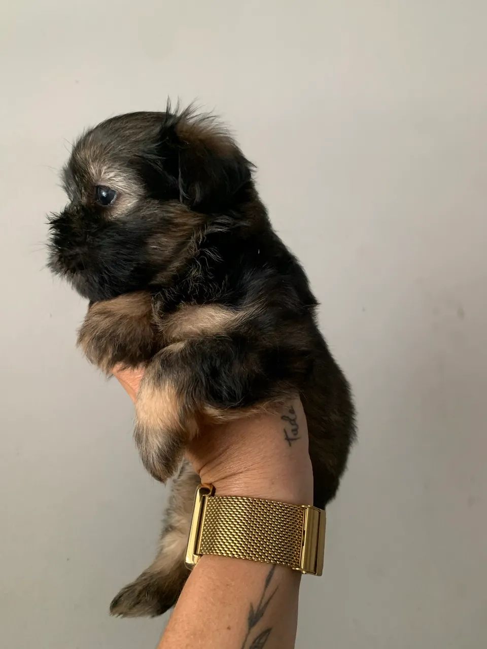 Cachorro shihtzu  - Foto 3