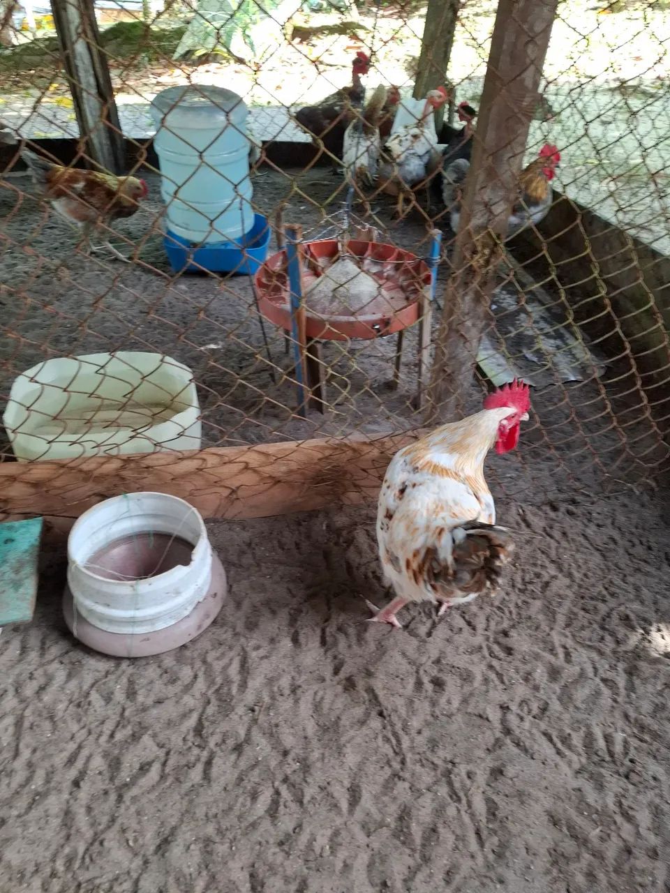 Vende-se Frango  - Foto 4