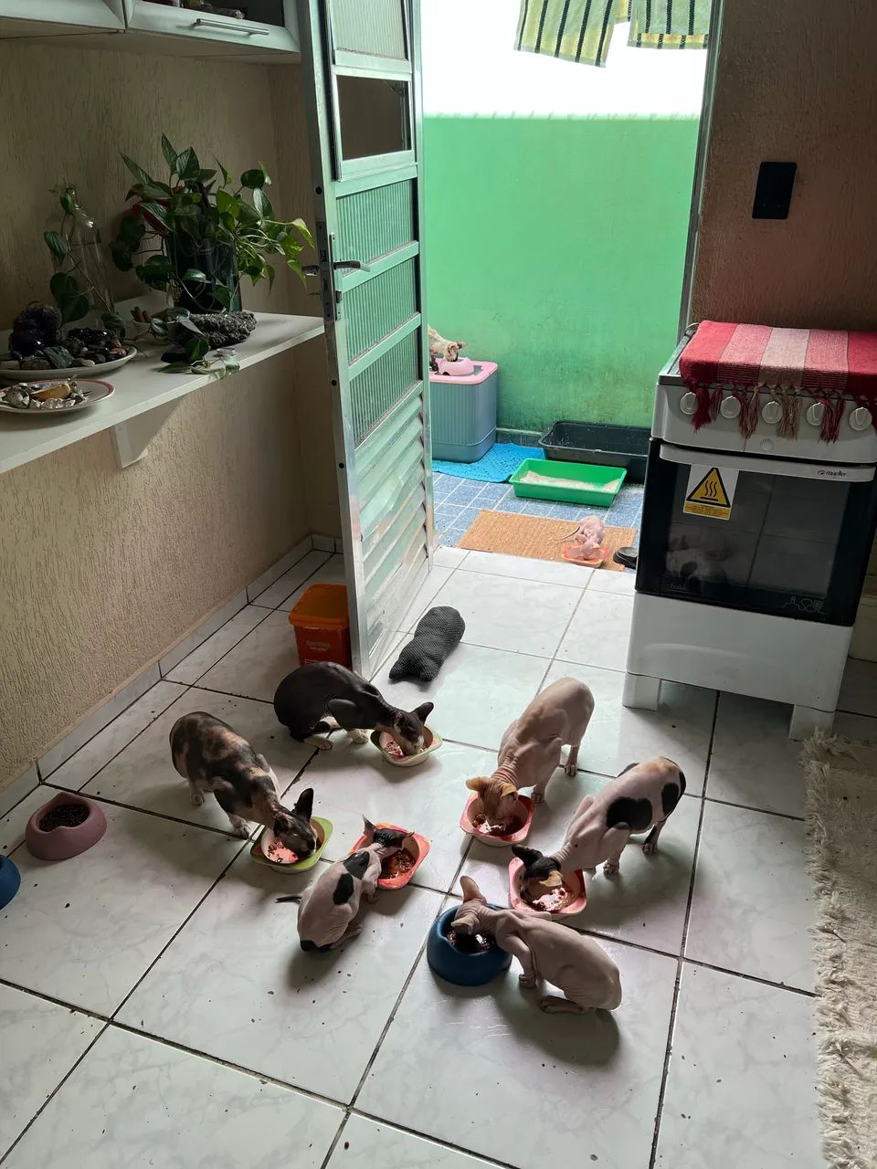 Filhote de Gato Sphynx - Foto 2