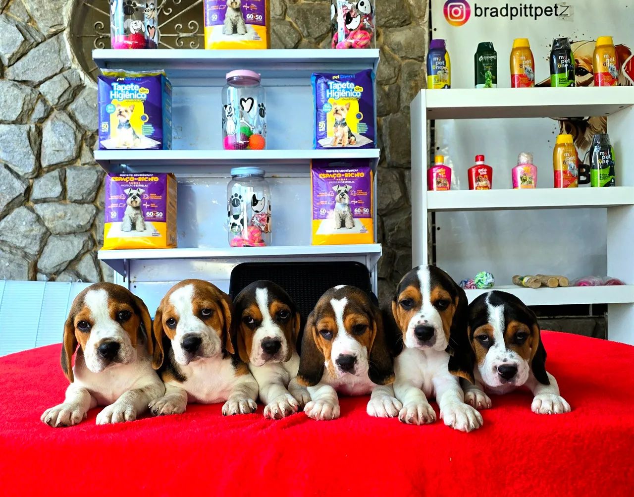 Filhotes de Beagle 13 POLEGADAS - Foto 4
