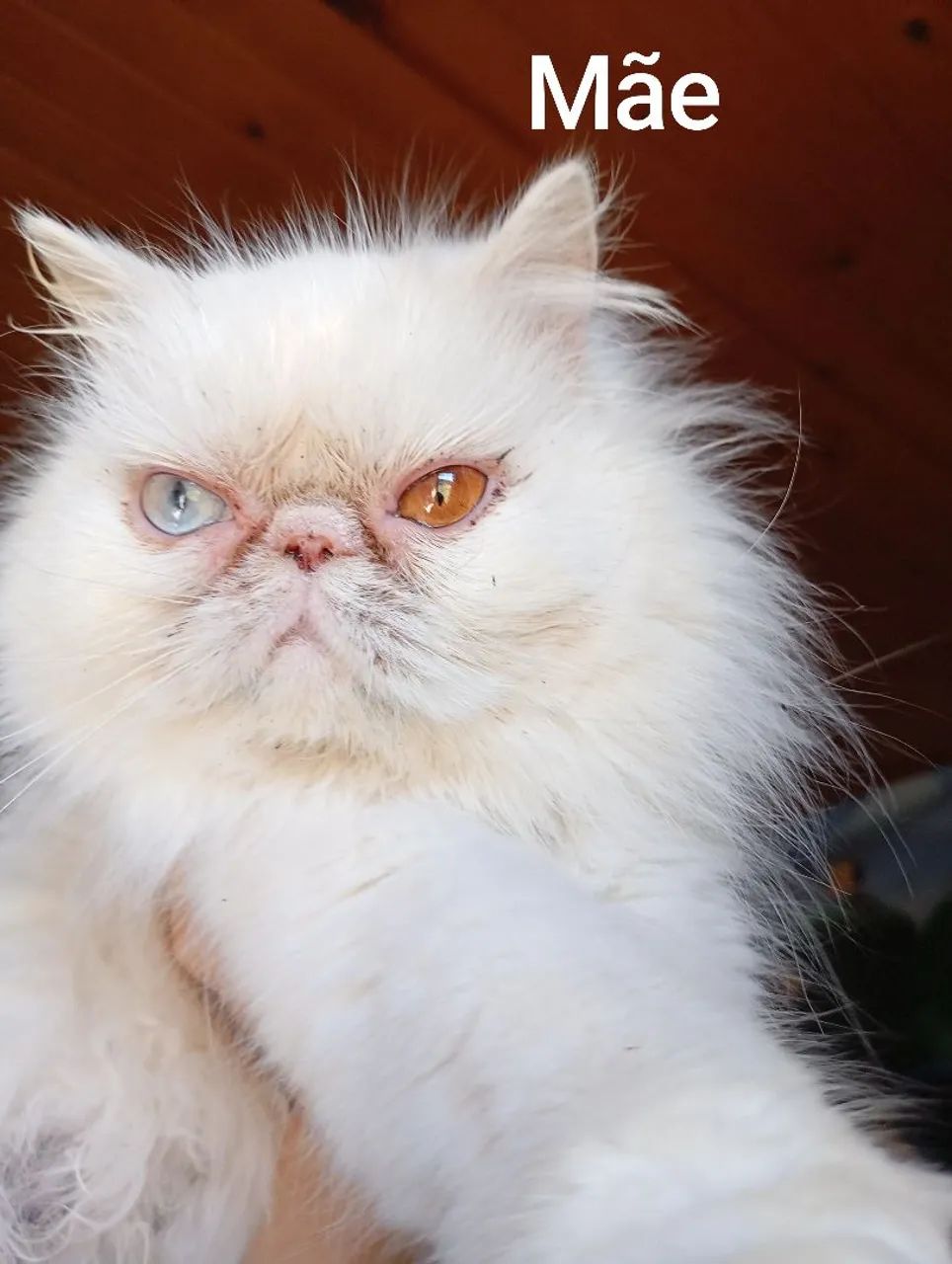 Filhotes de gatos persa exótico branco  - Foto 6