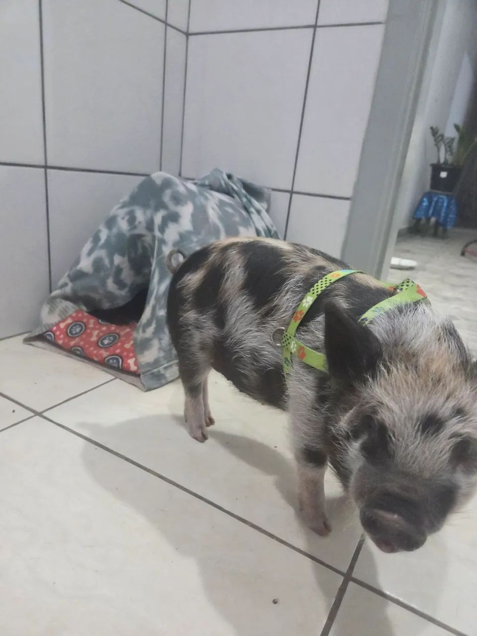 Mini Porquinho Novinho, Dócil e Saudável - Documentado, Com Chip e Vacinado  - Foto 5