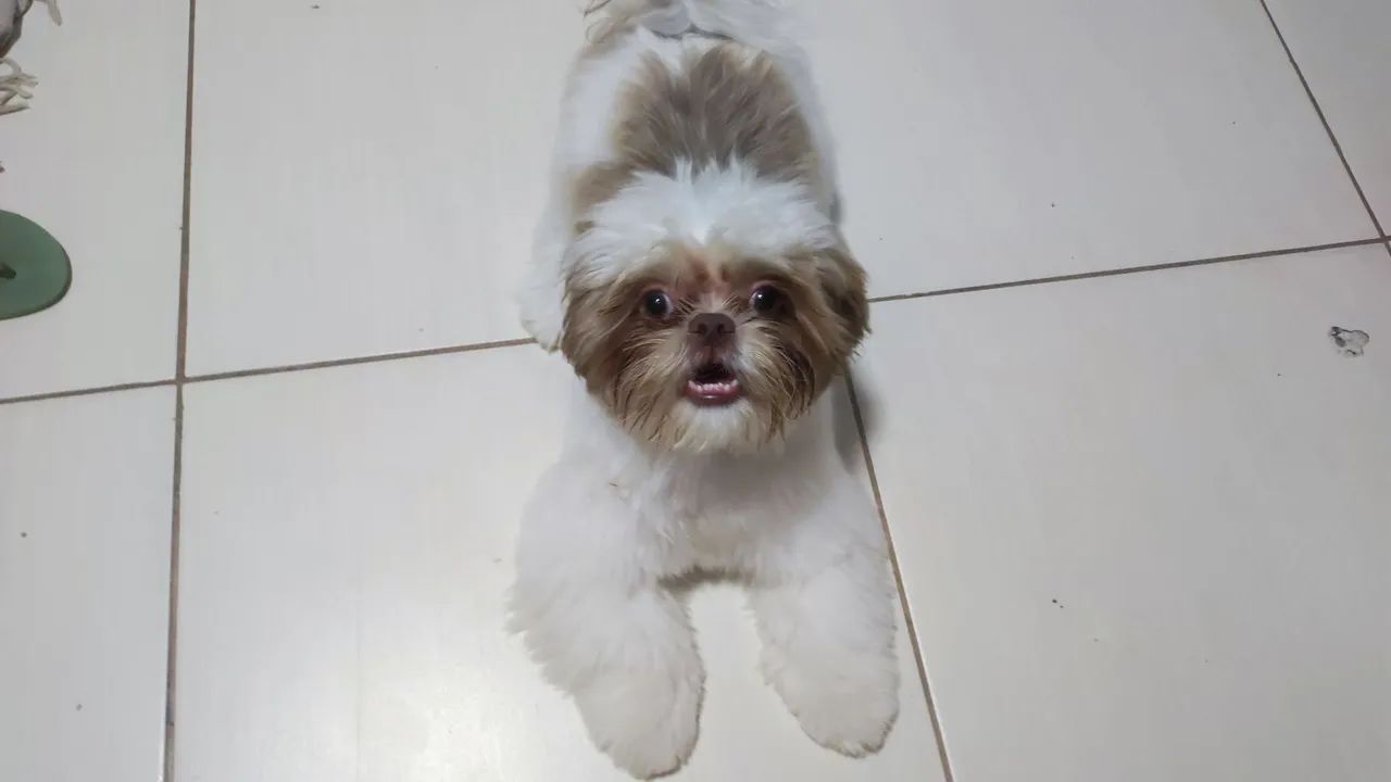 Shihtzu com 1 ano e 4 meses 