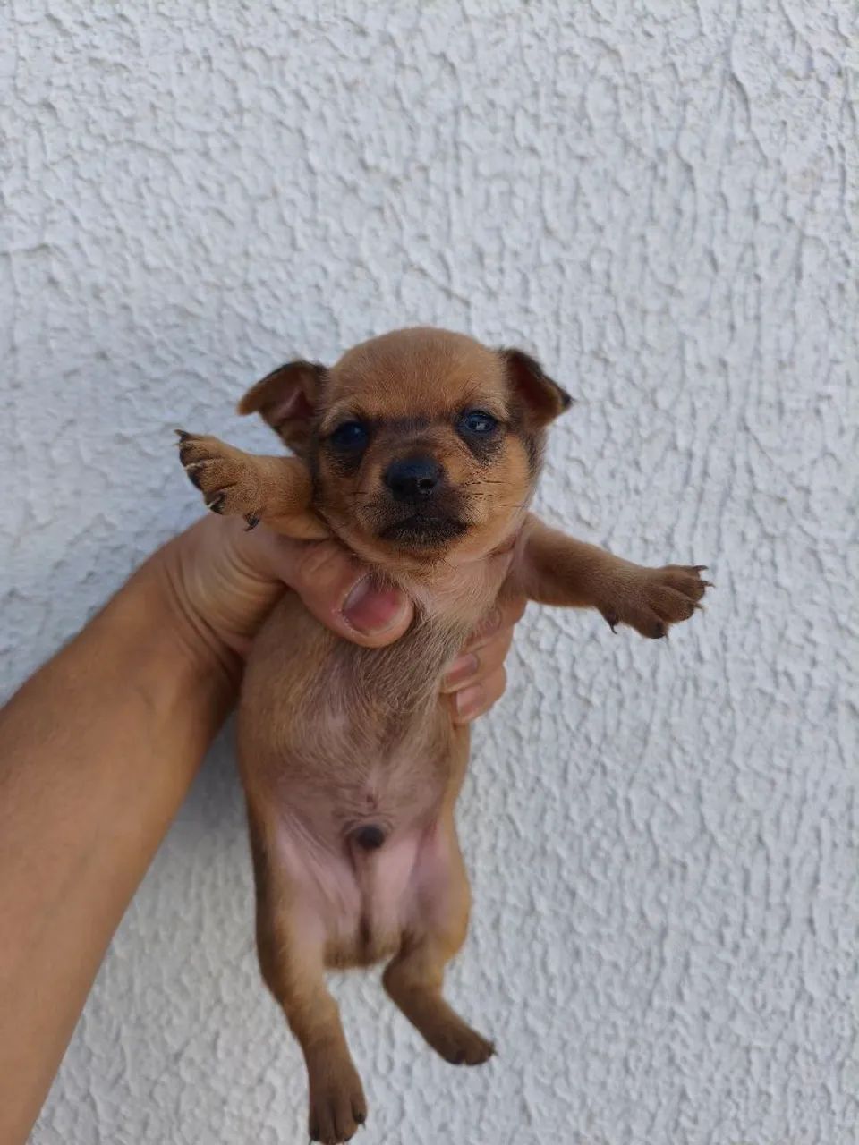 Pinscher 0 - Foto 3