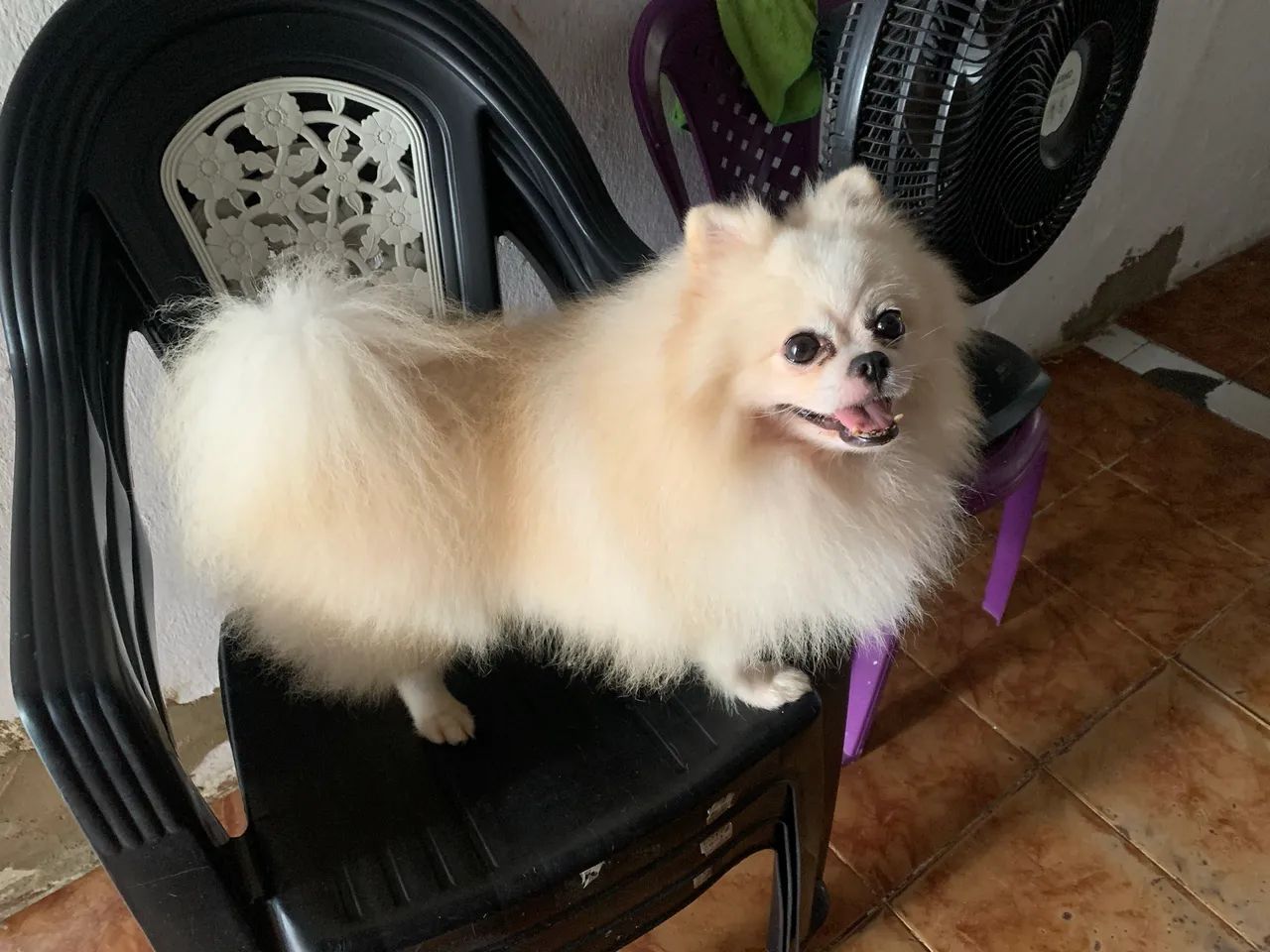 Cachorro 