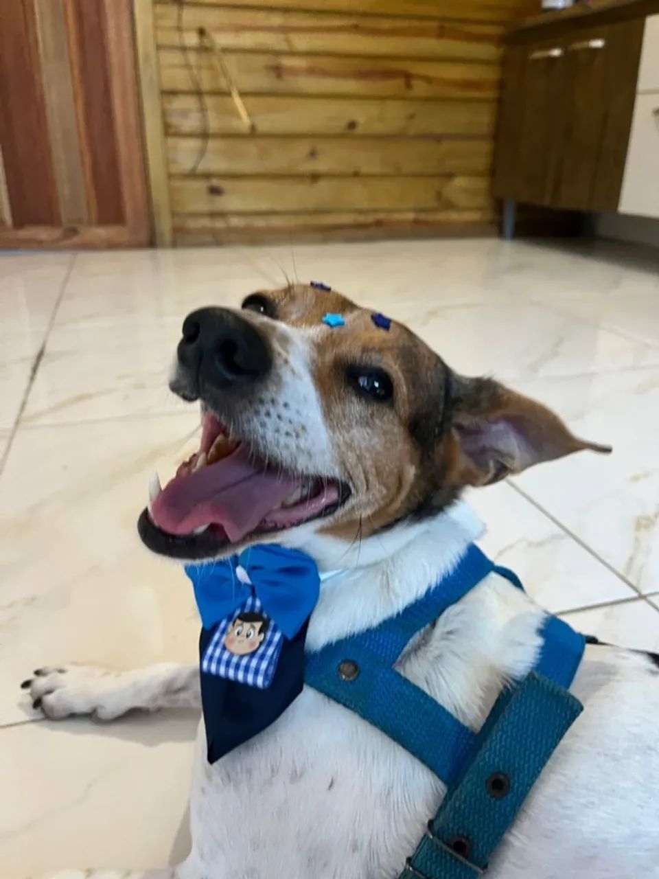 Cão  - Foto 3