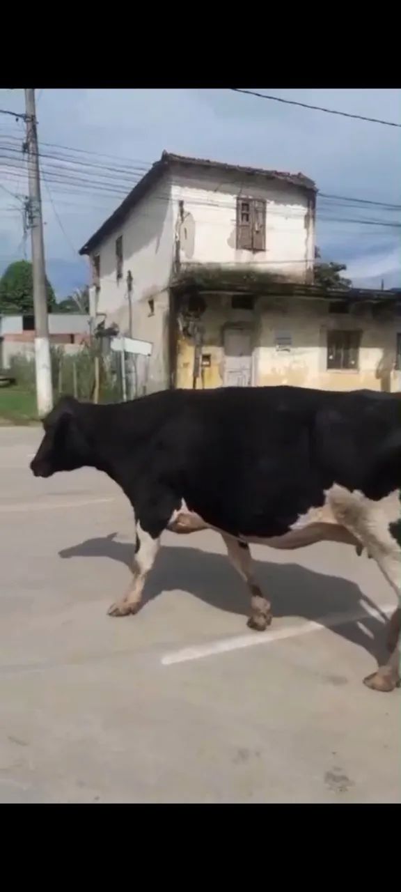 Vendo vaca girolanda prenha