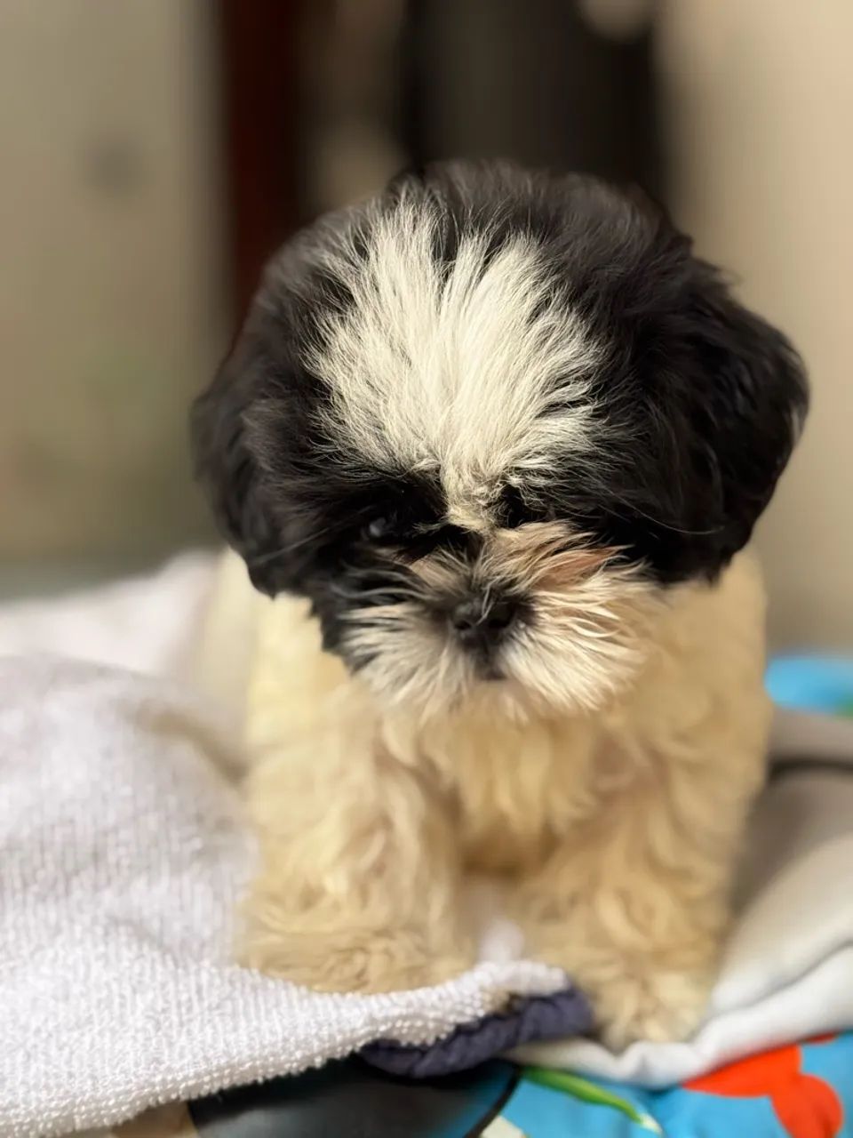 SHITZU MINI COM PEDIGREE | VENDA RÁPIDA  - Foto 2
