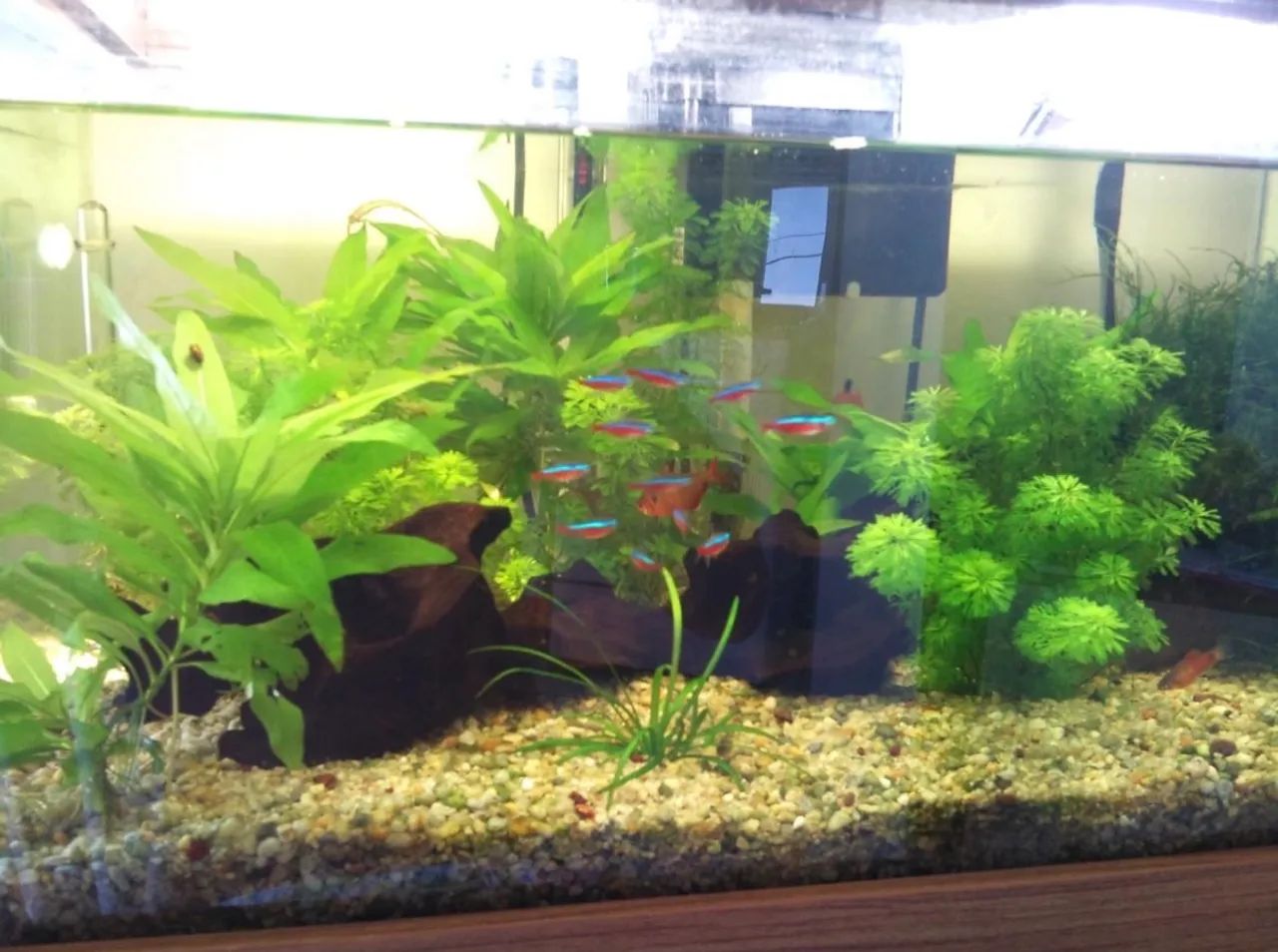 Aquário 70L completo - Foto 3