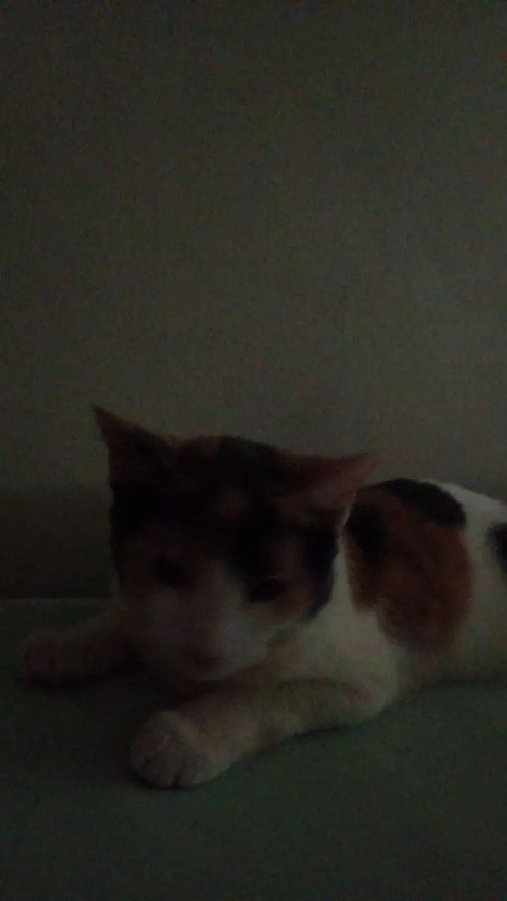 Gatinha para adoção  - Foto 5