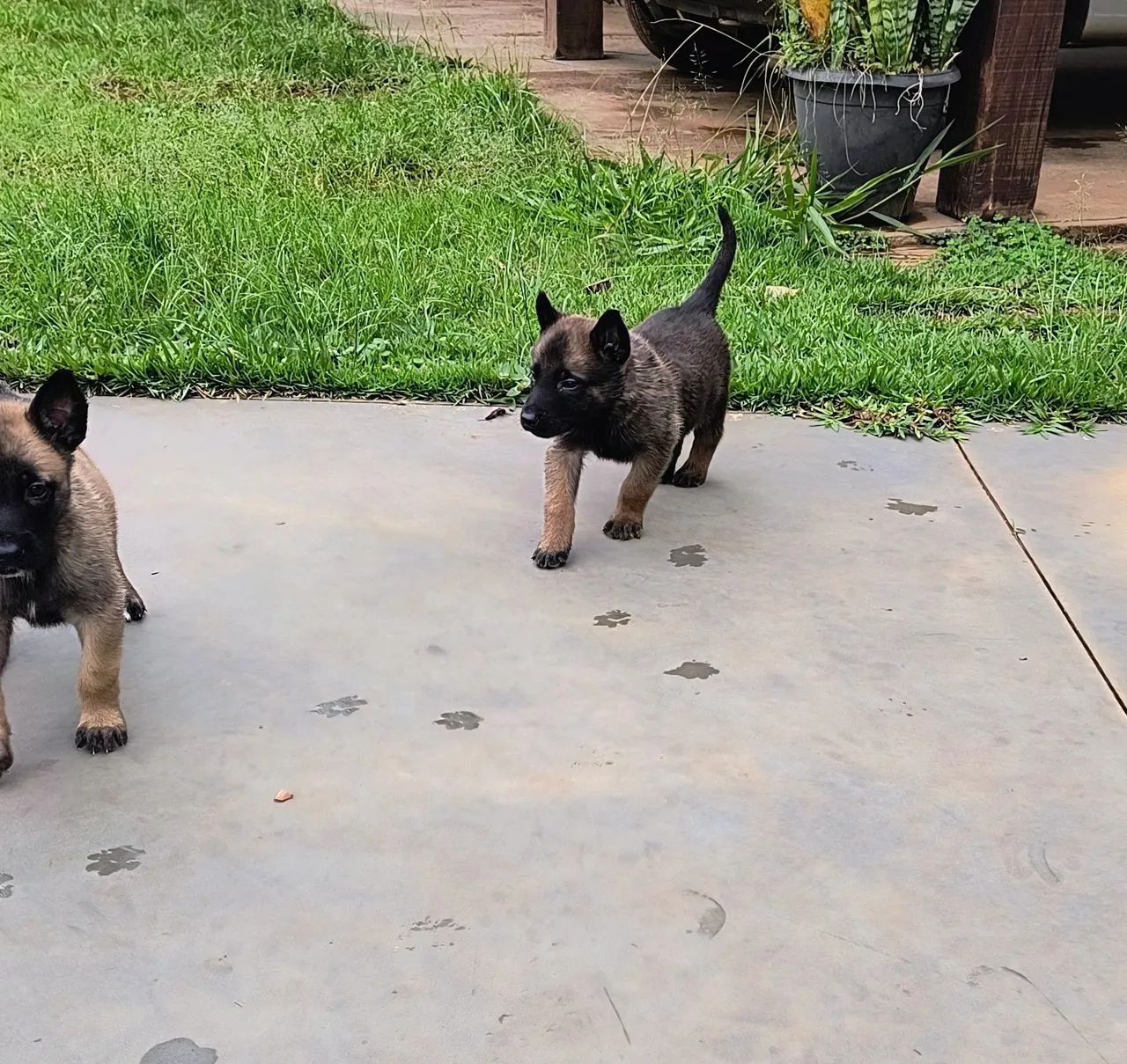 Pastor belga malinois  - Foto 3