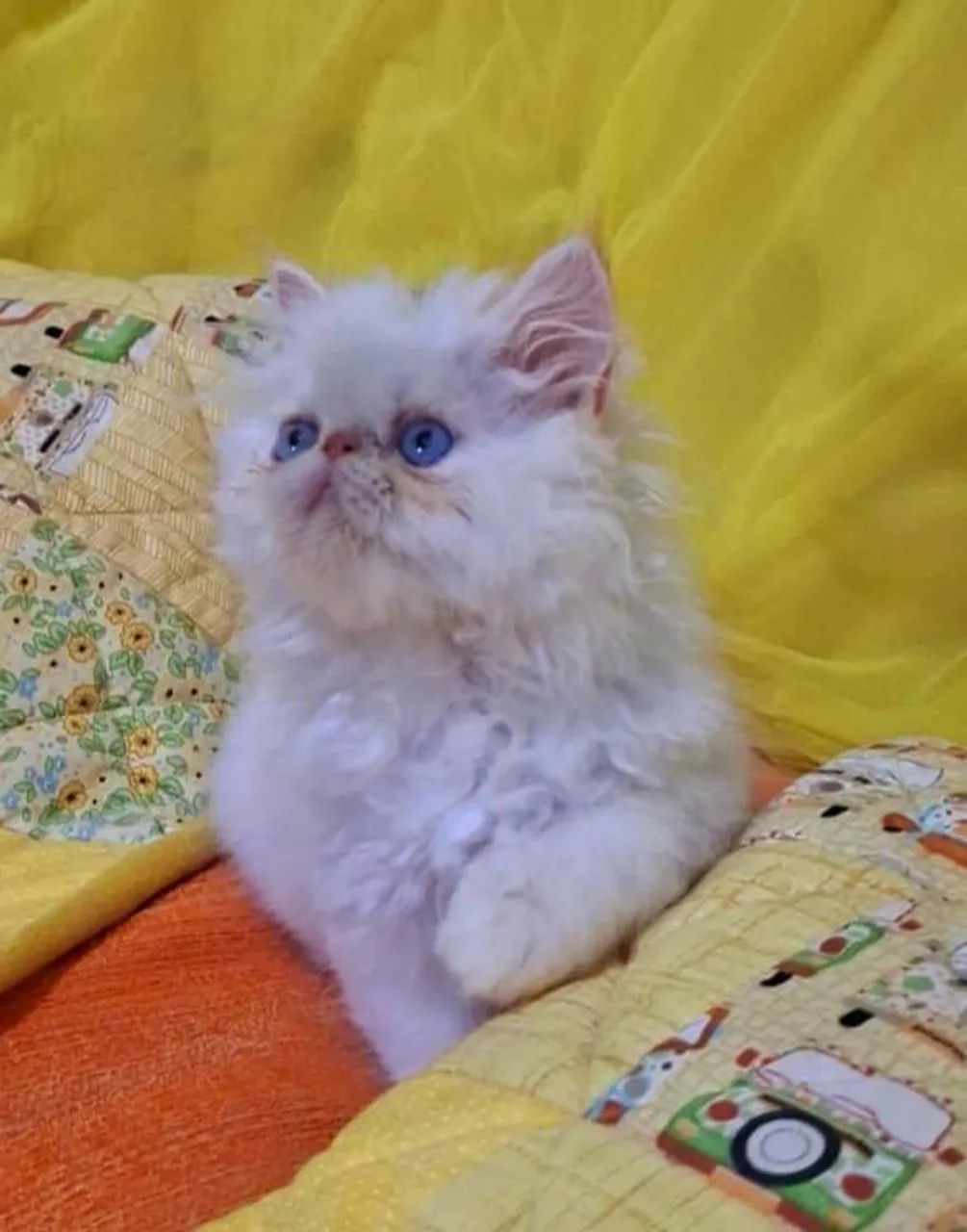 Filhote de gato persa macho