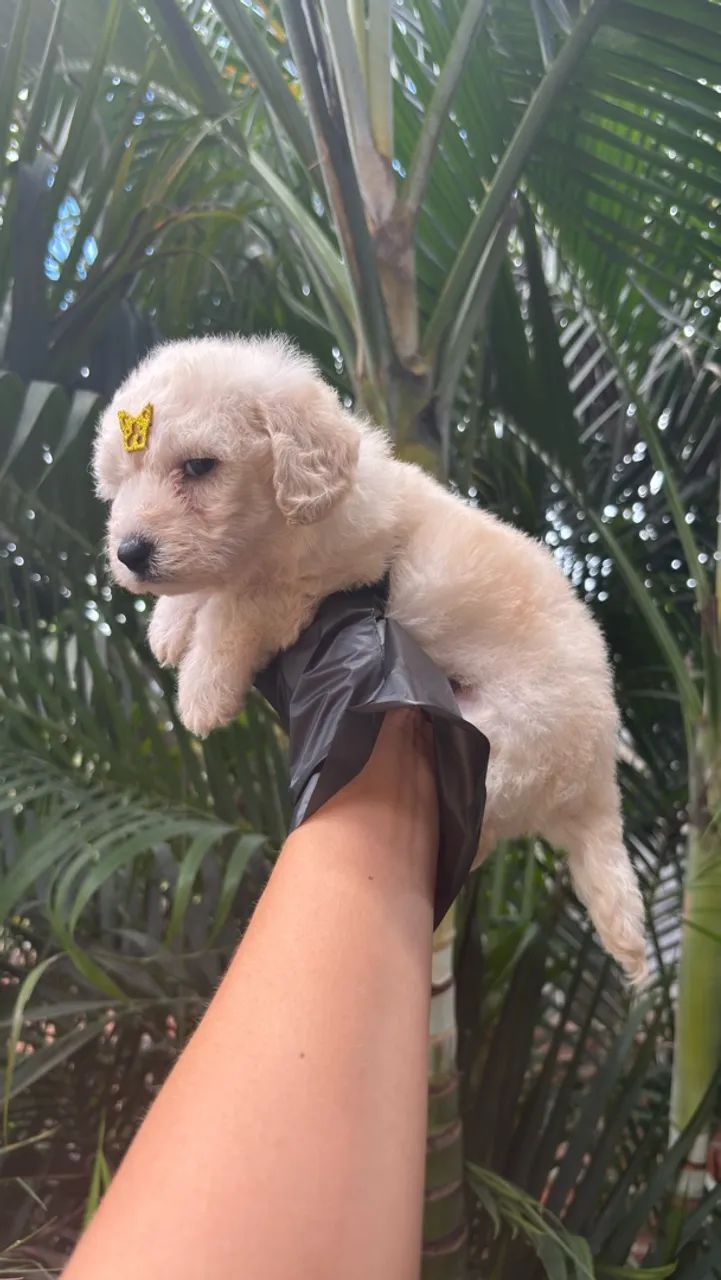 Poodle macho e fêmea  - Foto 3