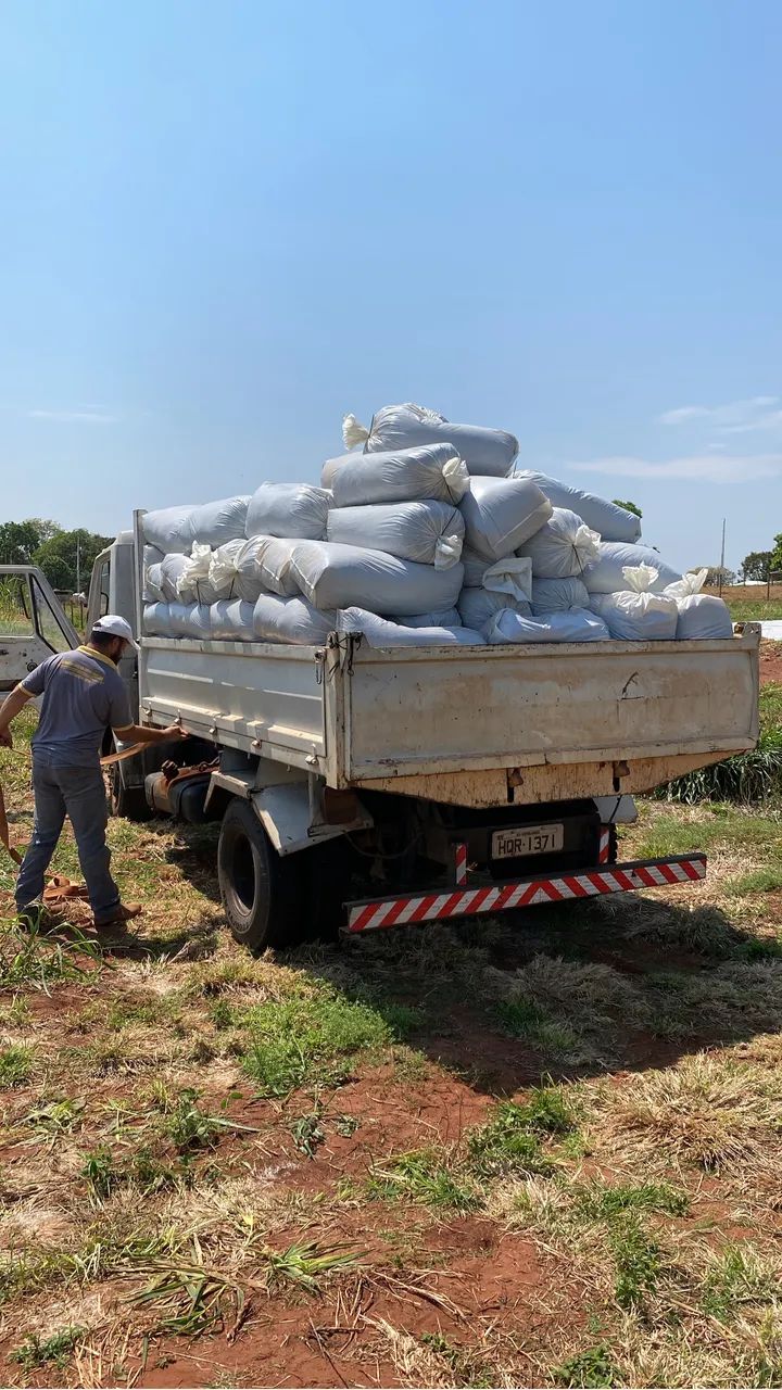 Silagem de Capiaçu  - Foto 5