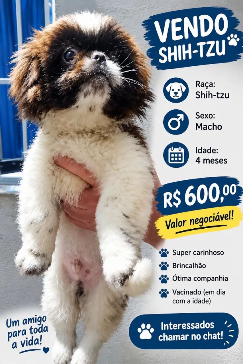 Shih-tzu macho - 4 meses