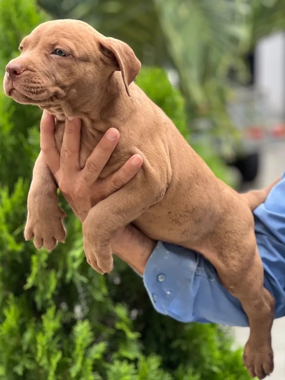 Cachorro  - Foto 5