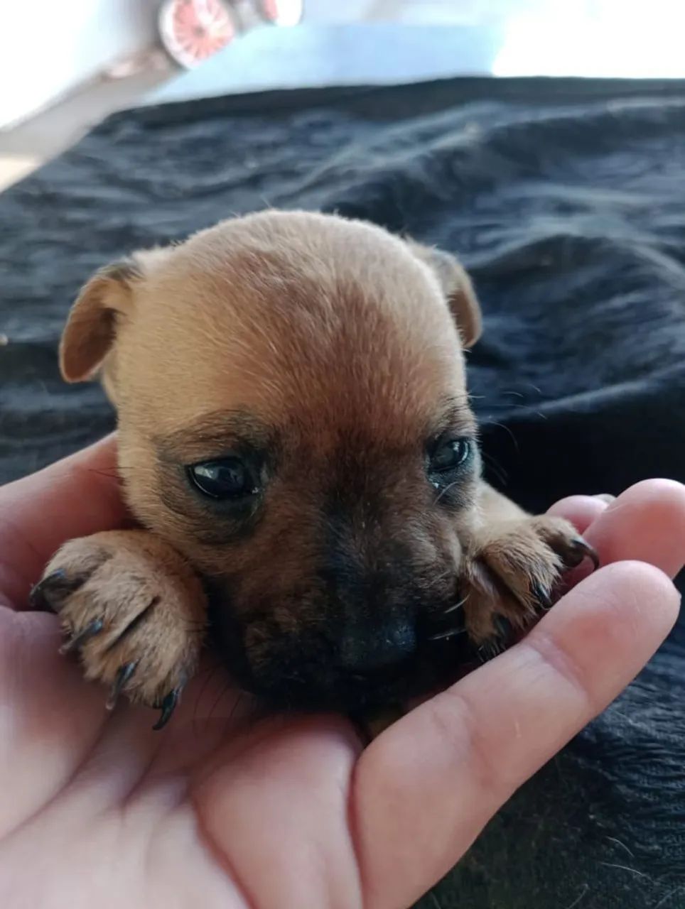 Doa se Fox paulistinha com poodle micro  - Foto 3