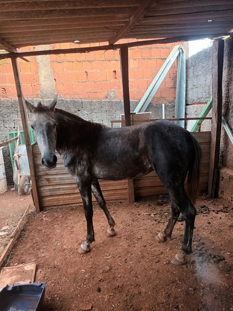 Egua manga larga  - Foto 3